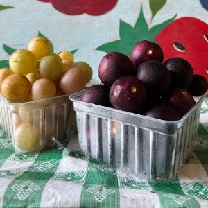 Agriberry Farm and CSA