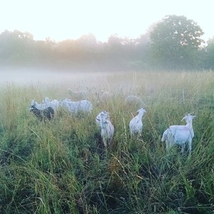Grass + Grit Farm