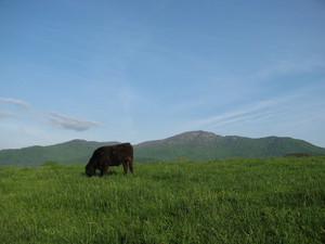 Rider's Backfield Farm Beef