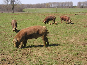 Black Acres Farm