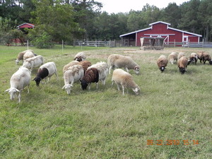Whispering Dove Ranch & Apiary
