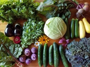 Hunter Hill CSA