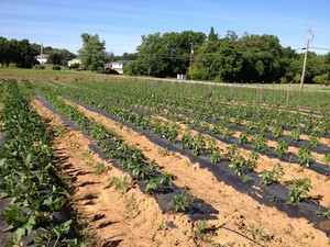 K & J Farm Market