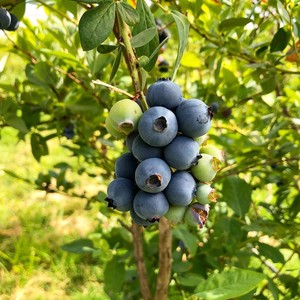 Rhythm & Blueberries