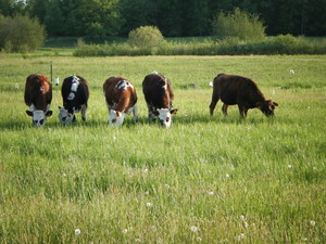 Six S Dairy LLC
