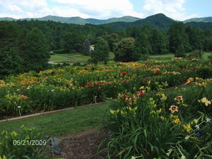 Davis Daylily Gardens