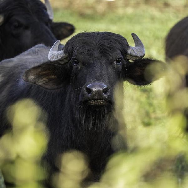 beefalo