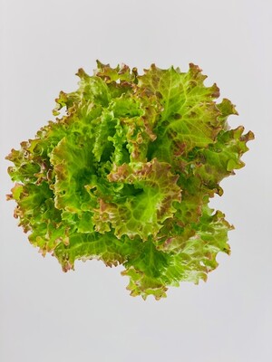 Organic Aqua Fresh, Inc