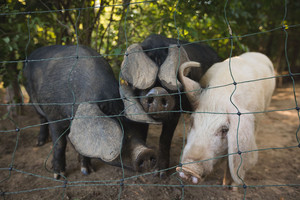 Hampton Ridge Farm