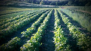 Mud Creek Farm CSA