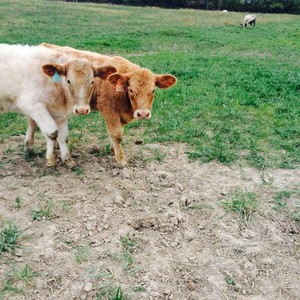 Converse Farms