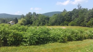 Elderberry Springs Farm, LLC