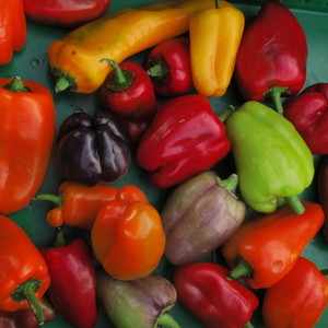 Proud Food Farm