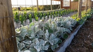 Little Island Farm and Flowers