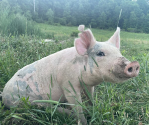Riverview Farms