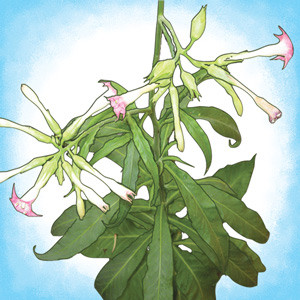 Green Journey Seeds