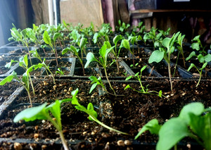 J. Ahmann Farm (The Wild Ginger)