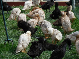 Shady Grove Farm