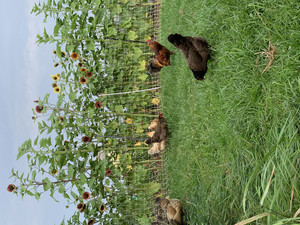 Agape Hills Farm
