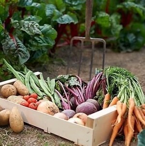 Frisk Farms
