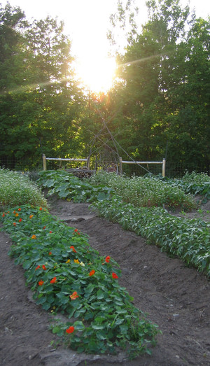 Fiddlehead Farm