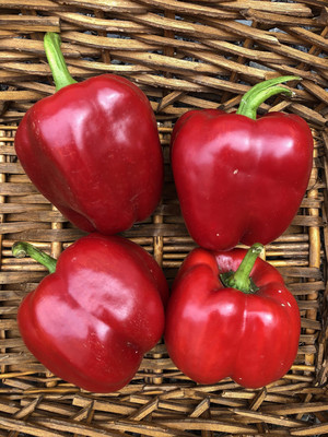 Stoney Lane Organic Farm