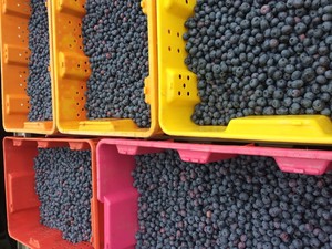 Michigan Pure Blueberries
