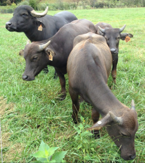 Mulberry Farm