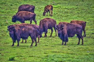 Lester's Bison Farm
