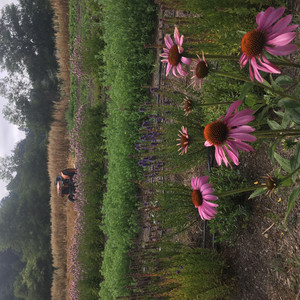 Steadfast Herbs