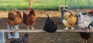 Pecan Hill Farms