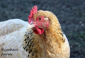 Hiyaherc Farm