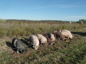 Baldwin Family Farms