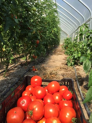 Swier Family Farm