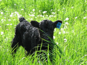 Rocky Meadow Farm