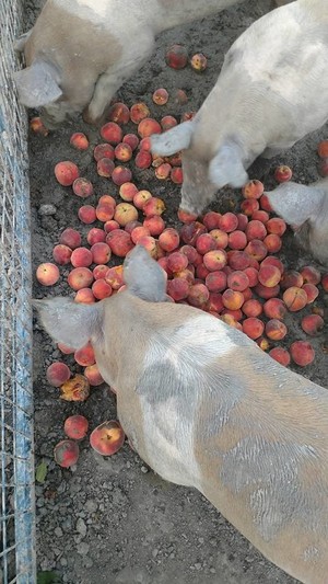 Critter Corner Farm Market