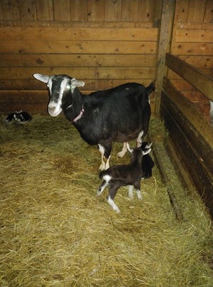 Shani's Farm