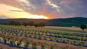 Donaldson Farms Farm Market
