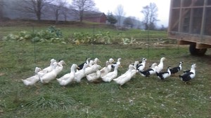 Zfarms
