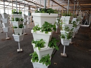 Nutter Farm