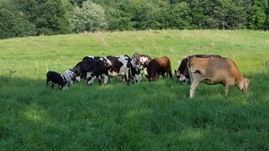 Clover Luck Farm