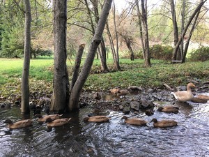 Windfall Duck Farm