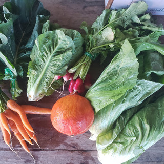 Pink Moon Farm