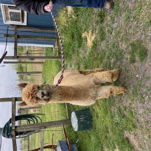 Quarry Critters Alpaca Ranch