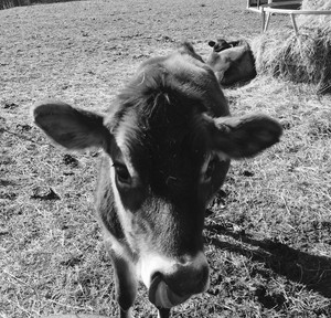 BlueLand Farm