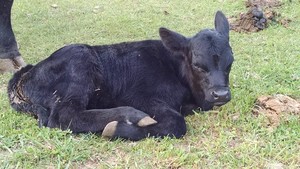 Purgatory Cattle