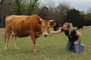 Foster Farm Grass Fed/ Grass Finished Beef