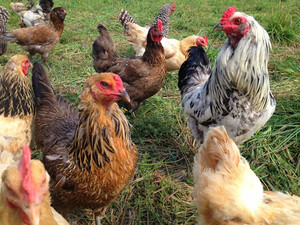 Stone Coop Farm