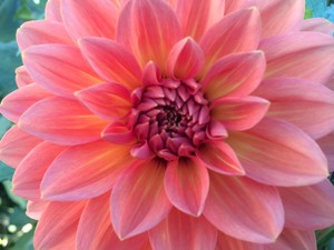Jenny's Flowers