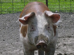 Conness's Crazy Acres